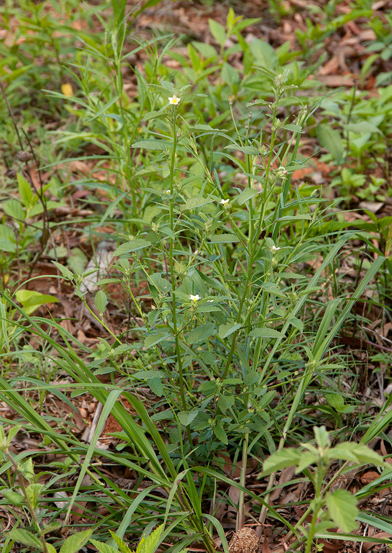 Sida alba Sida alba