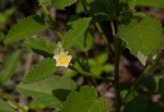 Sida alba