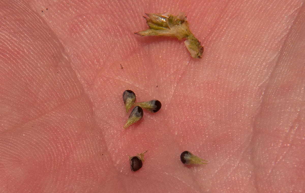 Sida alba