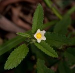 Sida alba