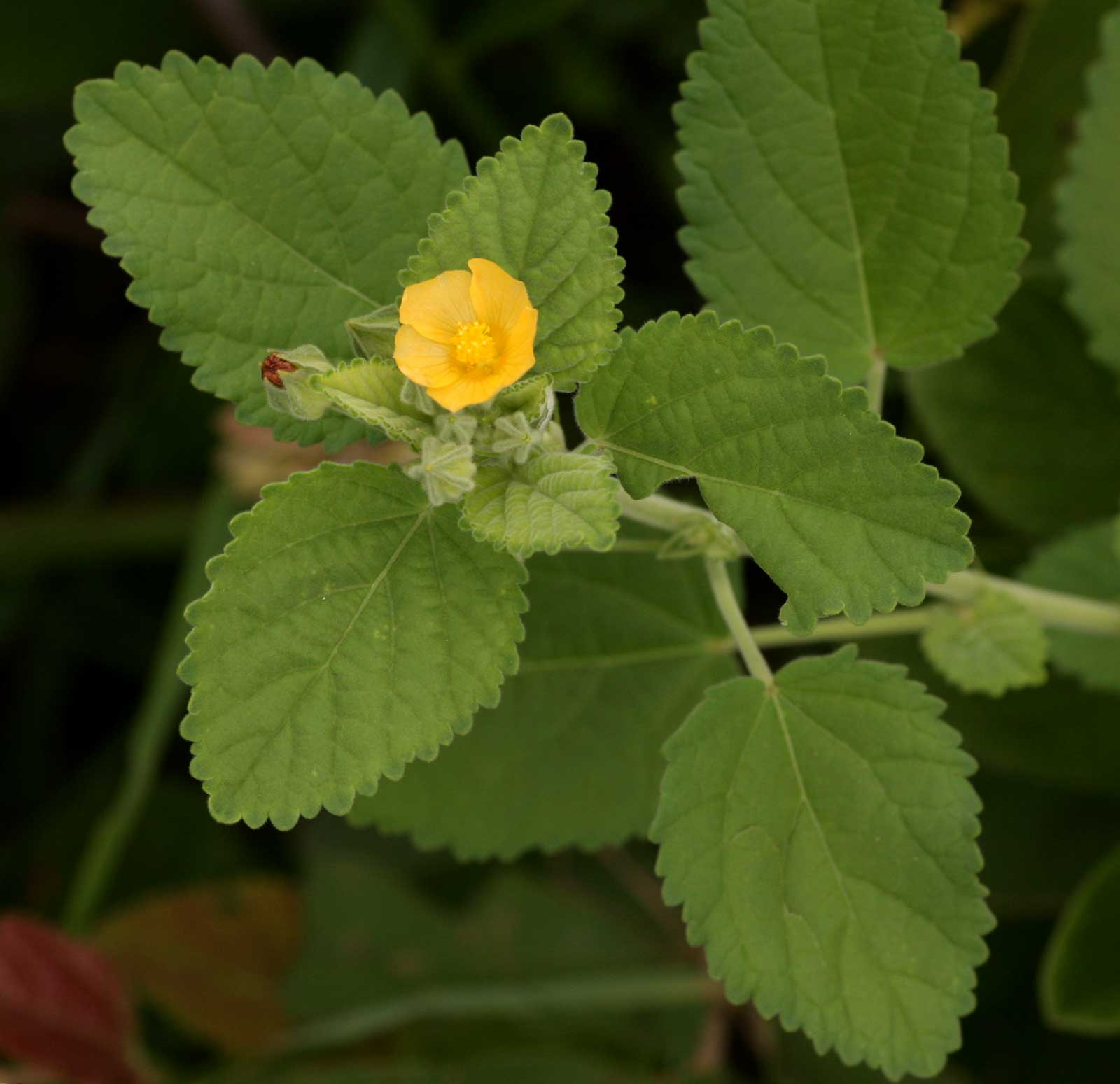 Sida cordifolia subsp. maculata Sida cordifolia subsp. maculata