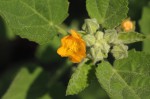 Sida cordifolia subsp. maculata