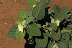 Sida cordifolia subsp. maculata