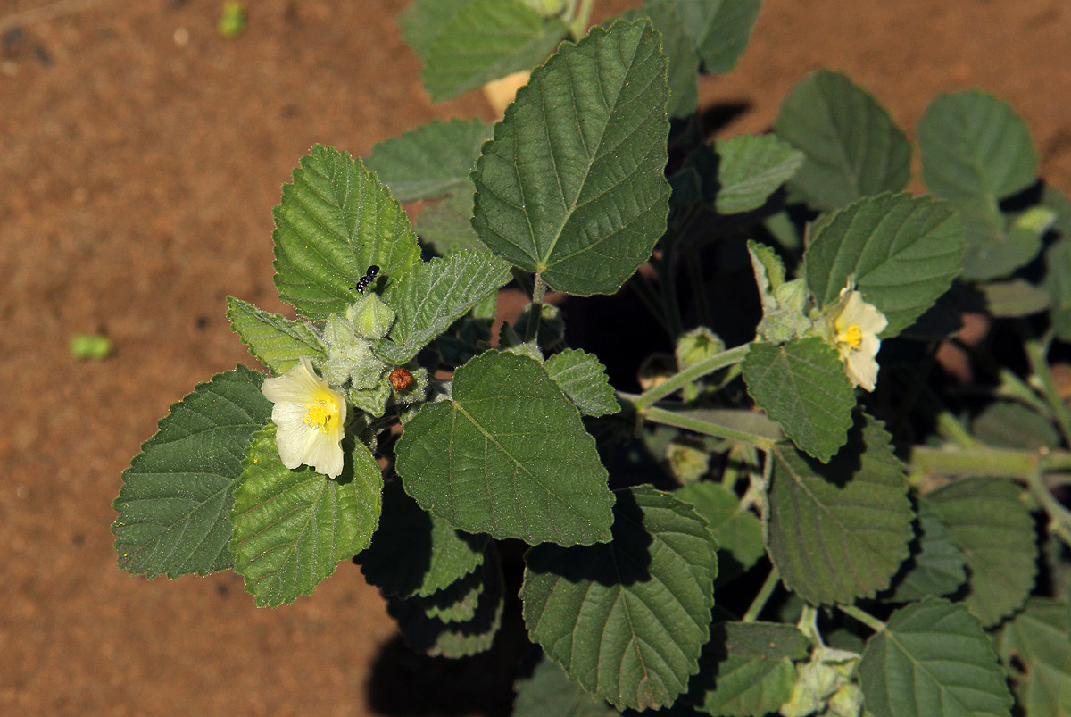 Sida cordifolia subsp. maculata Sida cordifolia subsp. maculata