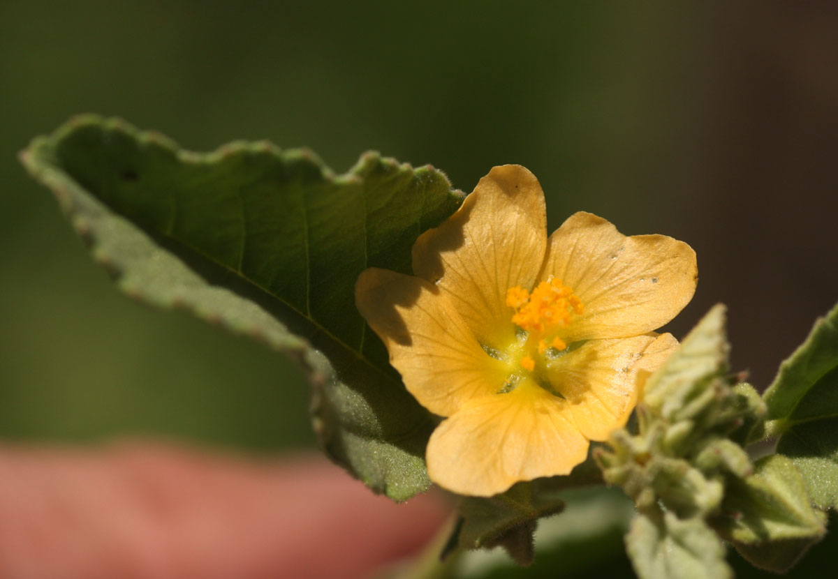 Sida ovata Sida ovata