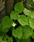 Pavonia burchellii