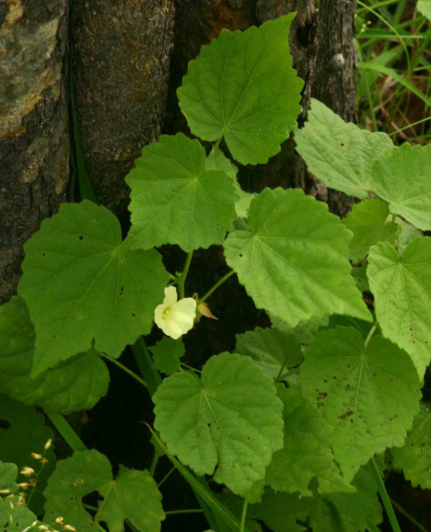 Pavonia burchellii