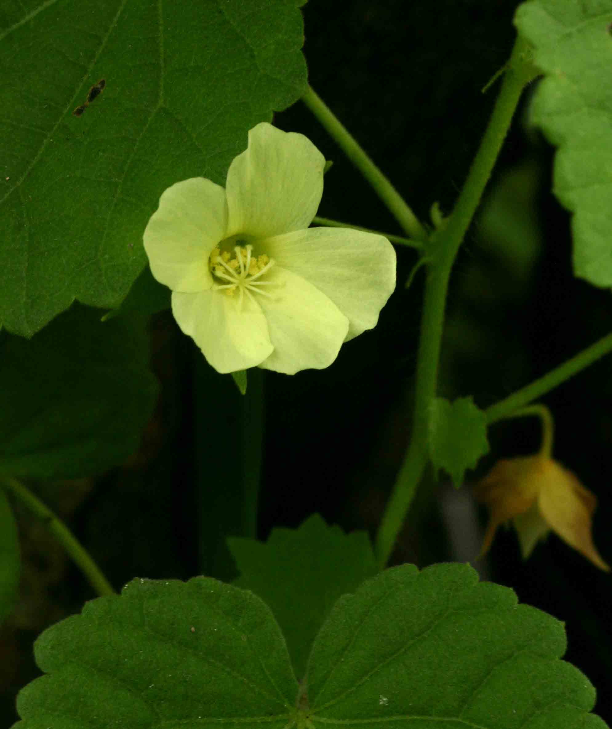 Pavonia burchellii Pavonia burchellii