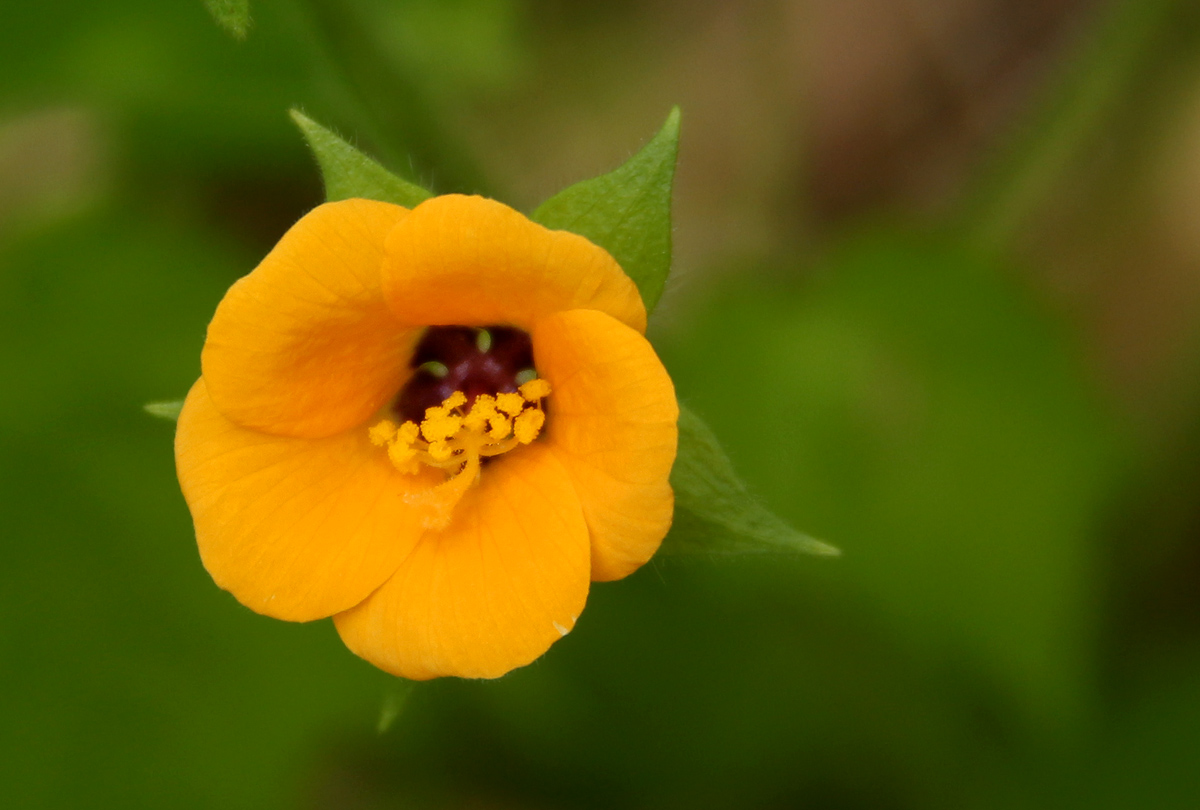 Pavonia burchellii