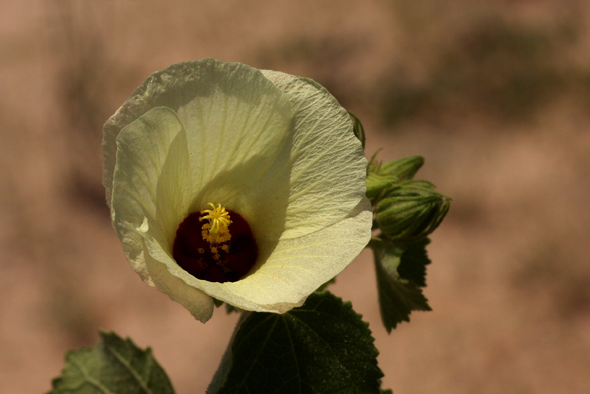 Pavonia senegalensis Pavonia senegalensis