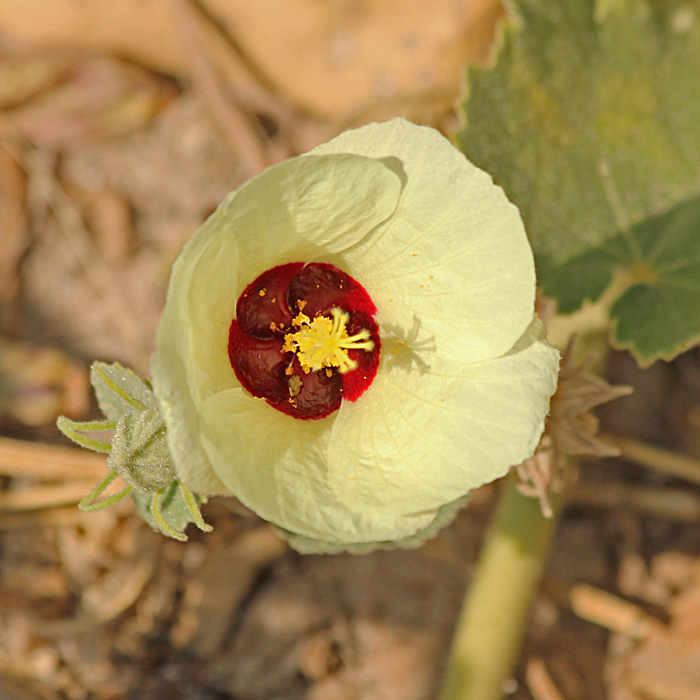 Pavonia senegalensis Pavonia senegalensis