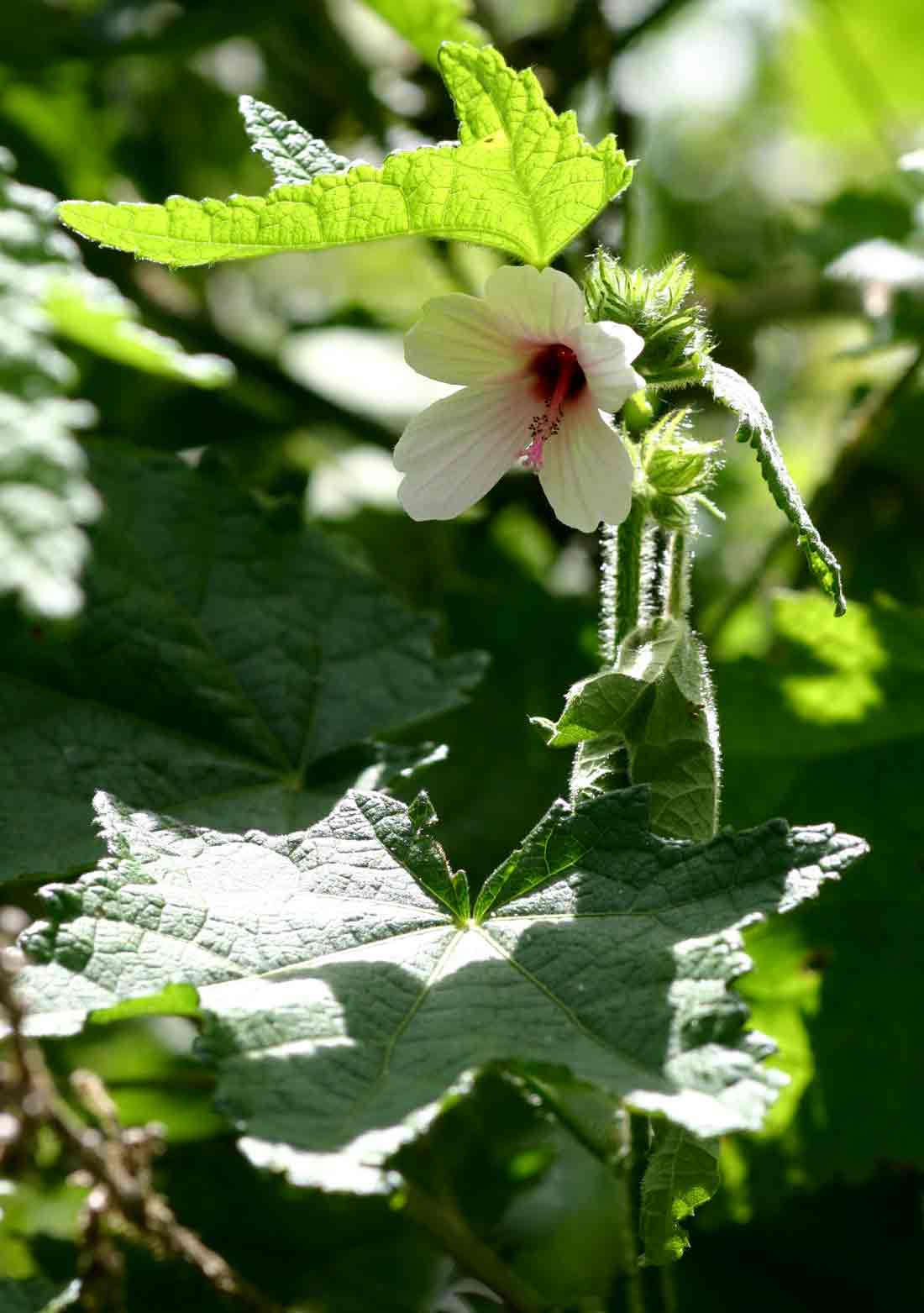 Pavonia urens