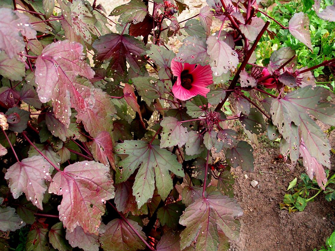 Hibiscus acetosella