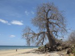 Adansonia digitata