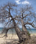Adansonia digitata