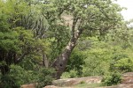 Adansonia digitata