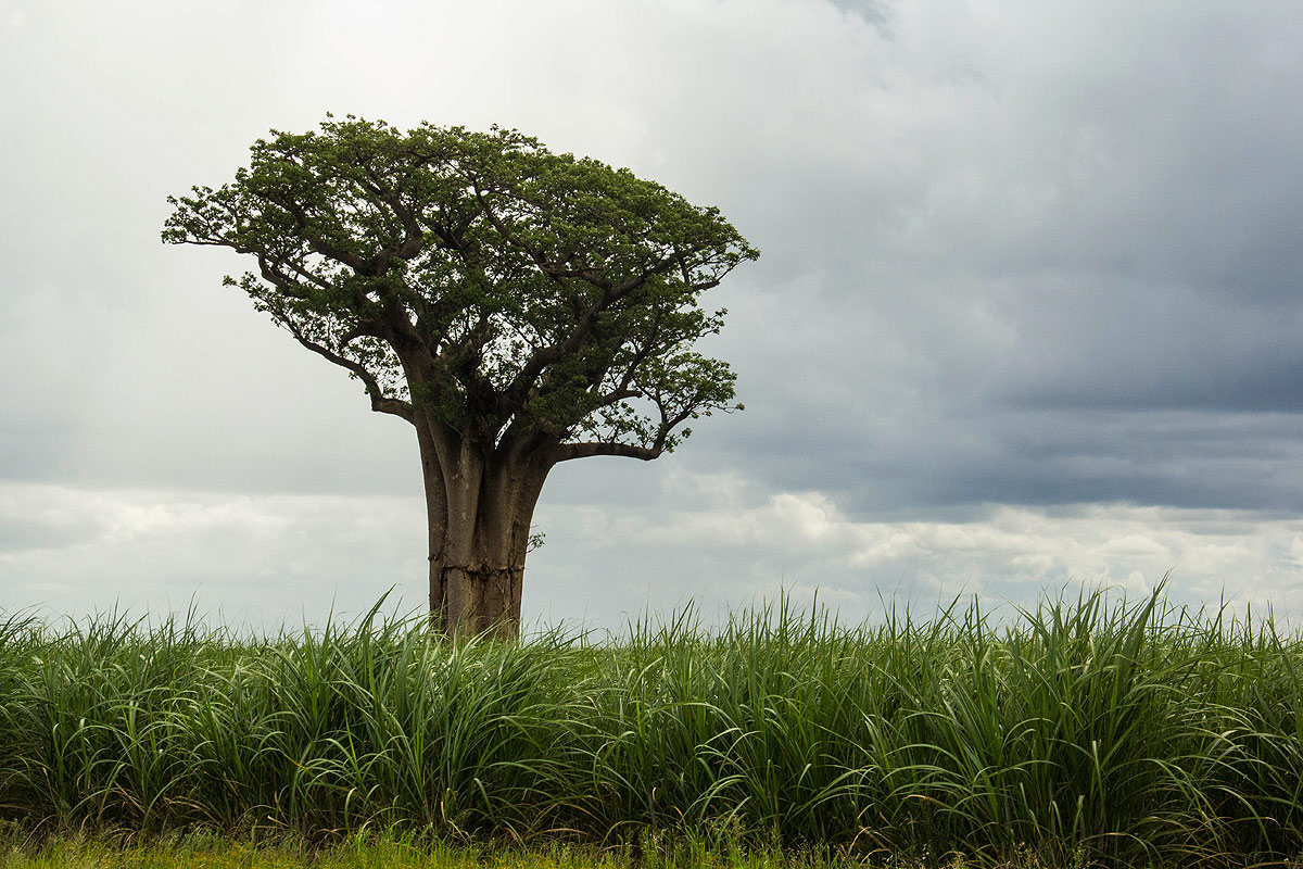 Adansonia digitata Adansonia digitata