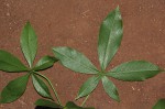 Adansonia digitata