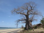 Adansonia digitata