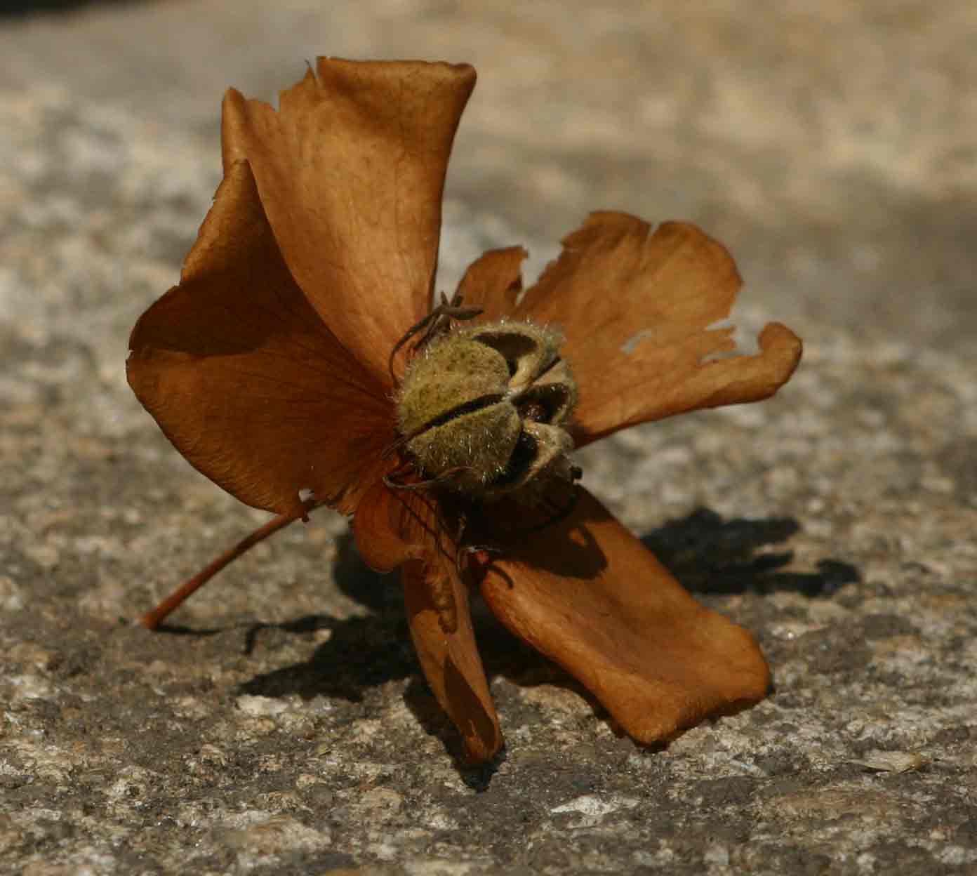 Dombeya burgessiae