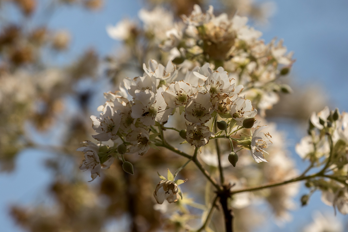 Dombeya rotundifolia