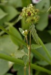 Melochia corchorifolia