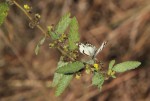 Waltheria indica