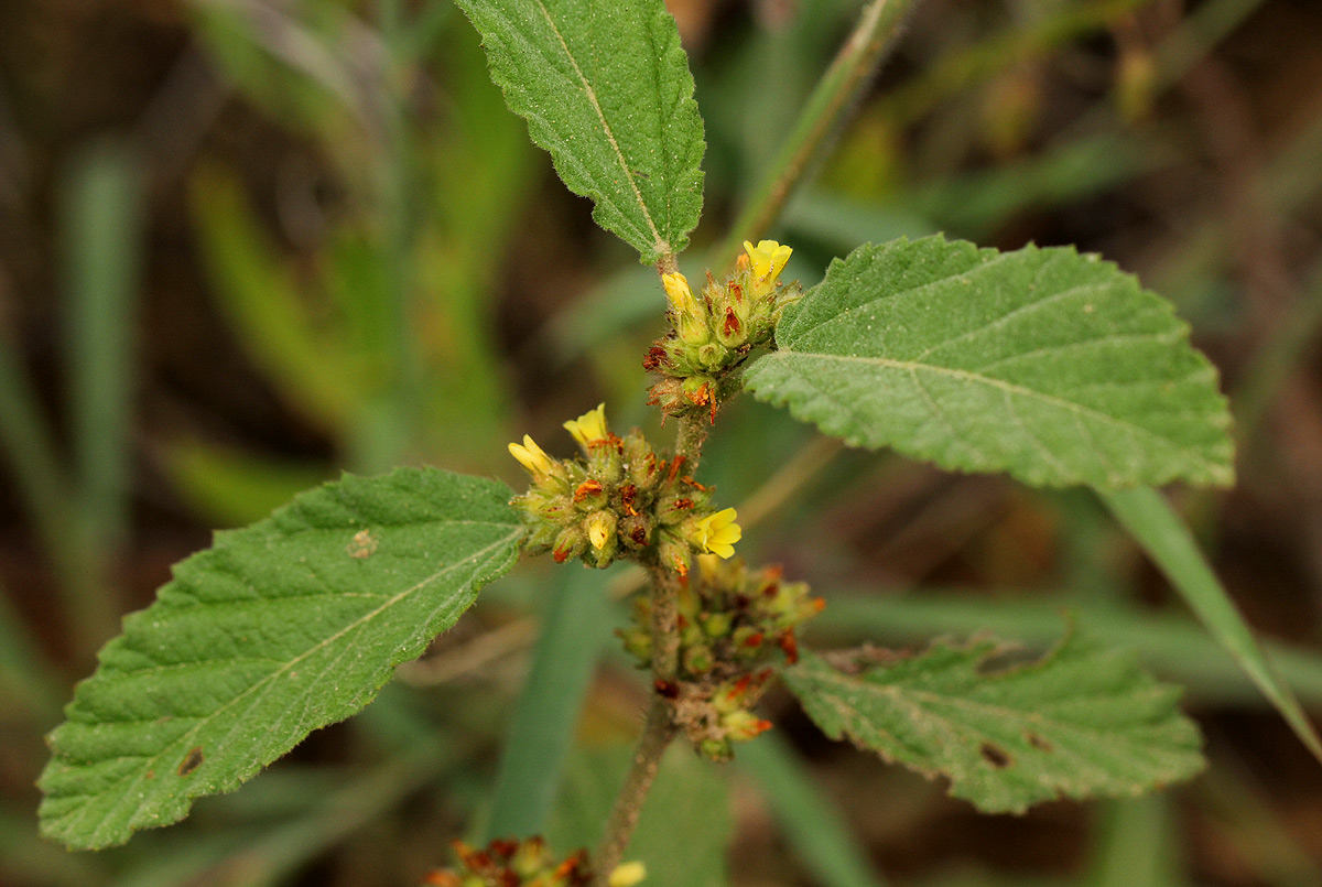 Waltheria indica