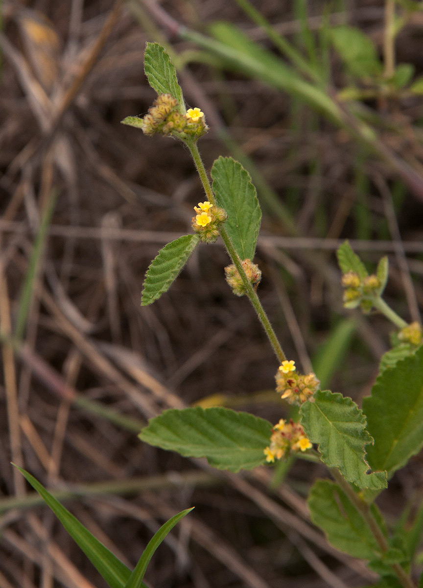 Waltheria indica
