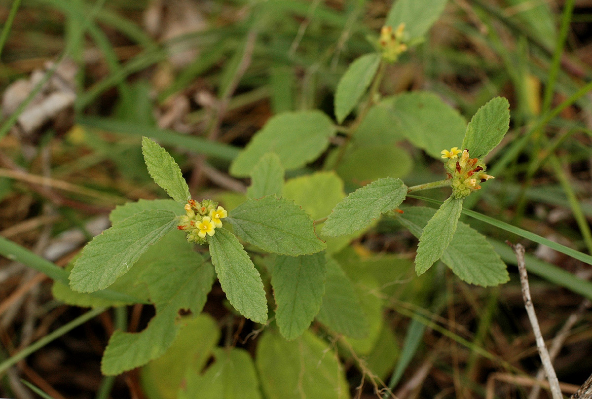 Waltheria indica