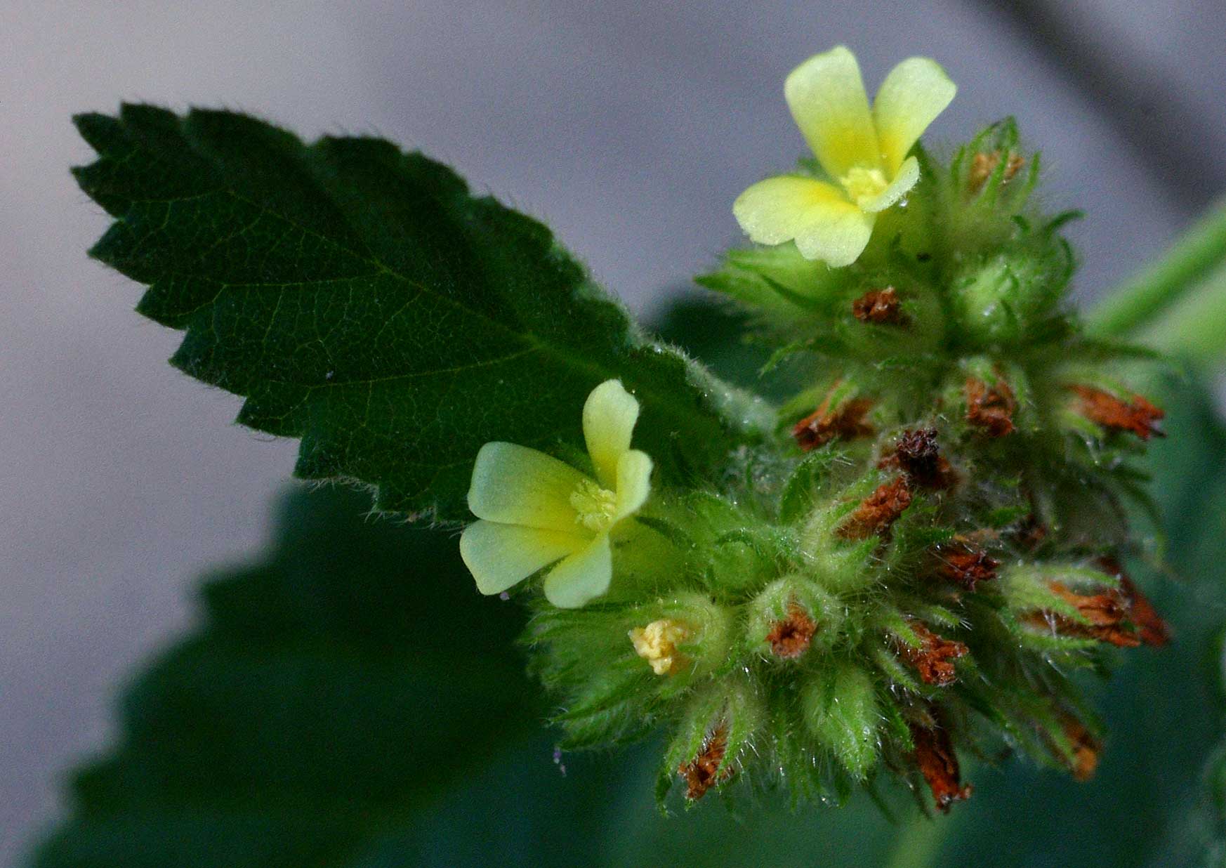 Waltheria indica