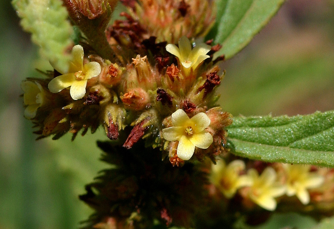 Waltheria indica