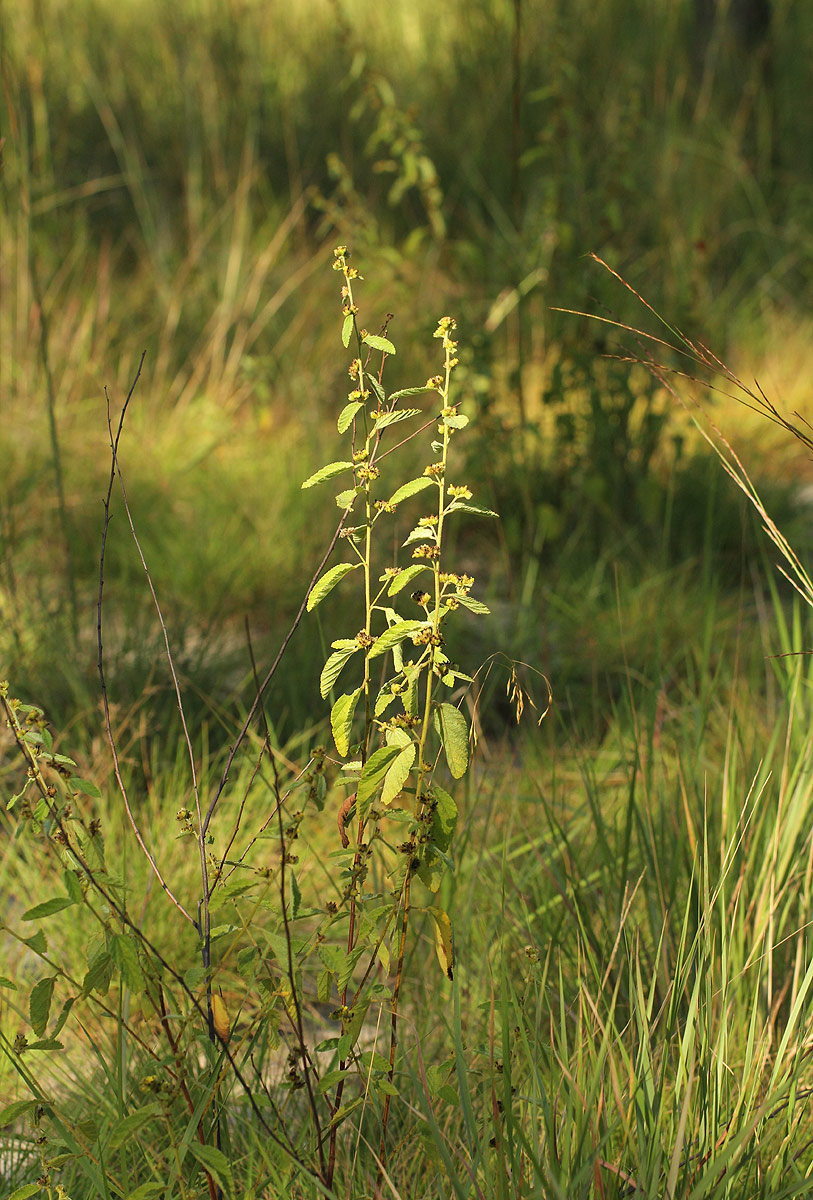 Waltheria indica