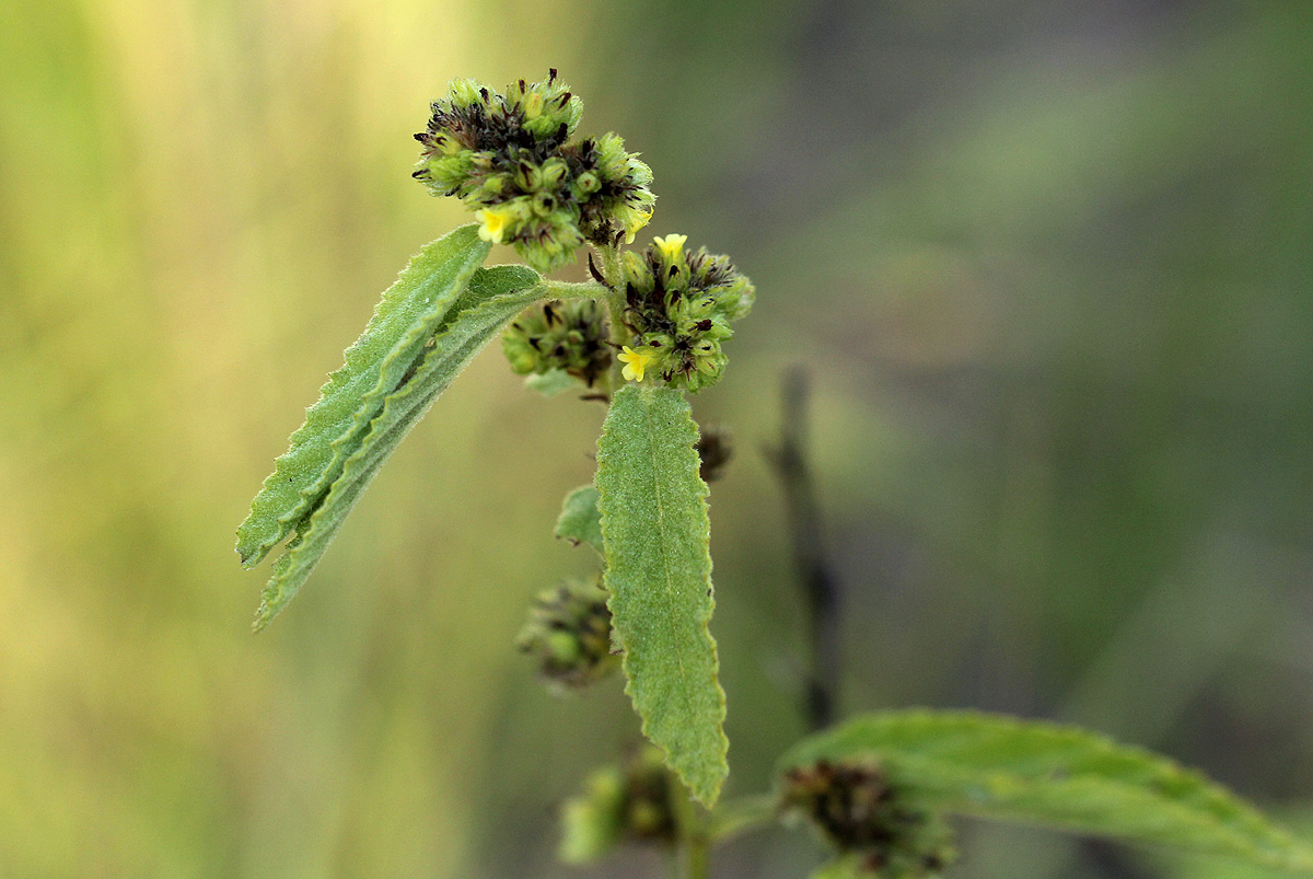 Waltheria indica