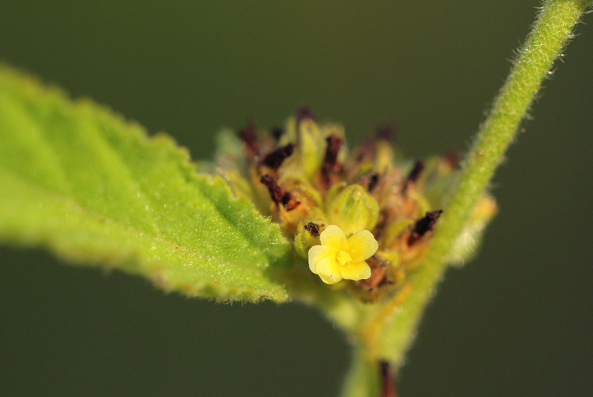 Waltheria indica