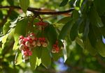 Ochna pulchra subsp. pulchra
