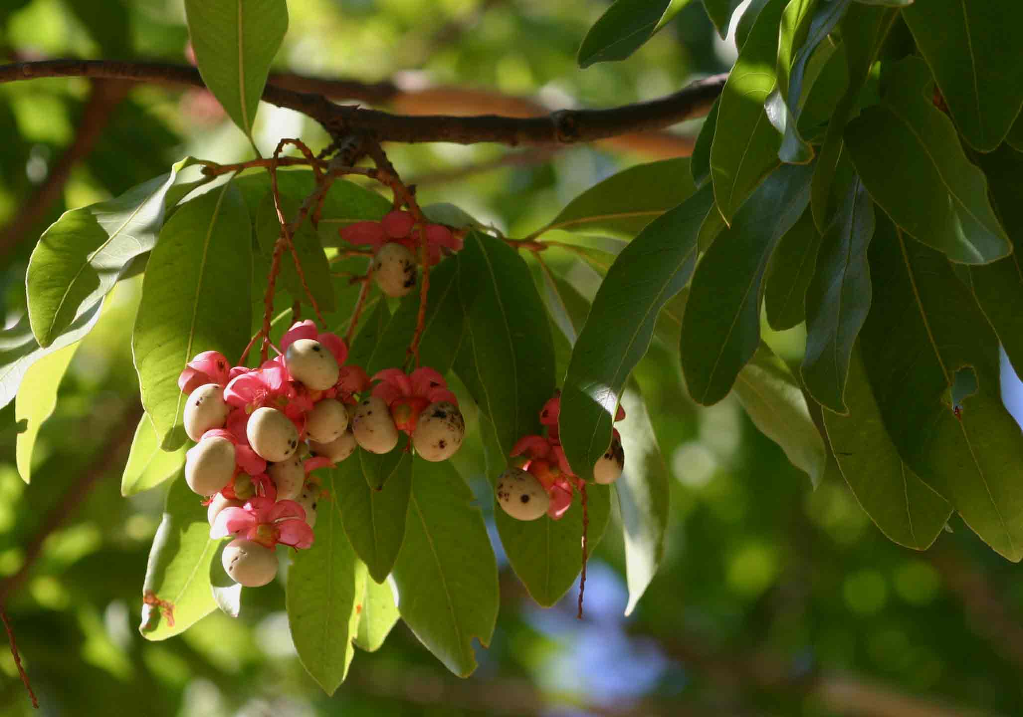Ochna pulchra subsp. pulchra
