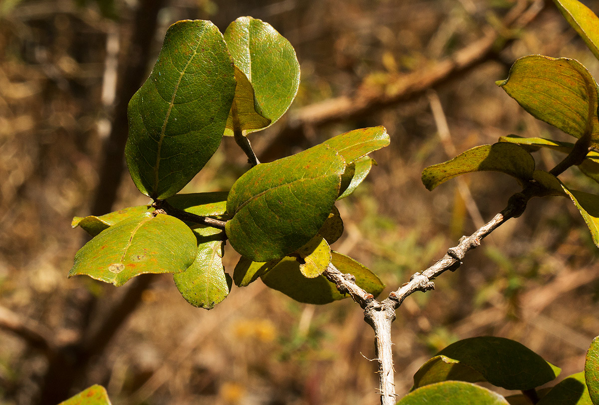 Psorospermum febrifugum