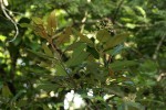 Harungana madagascariensis