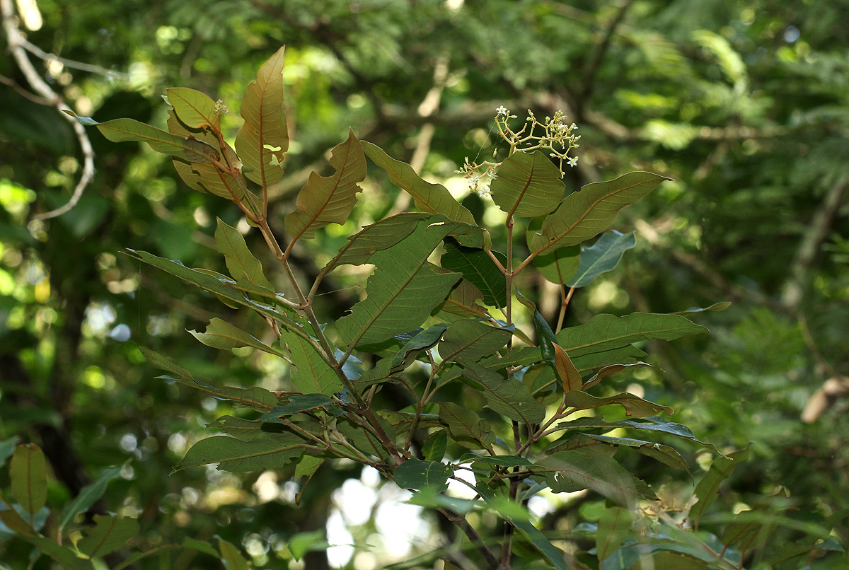 Harungana madagascariensis