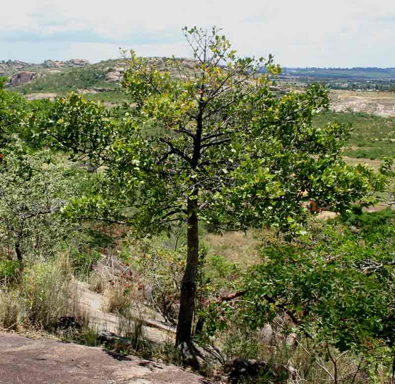 Garcinia buchananii