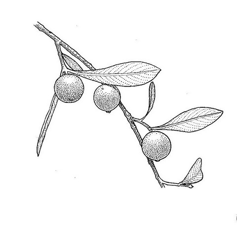Garcinia buchananii
