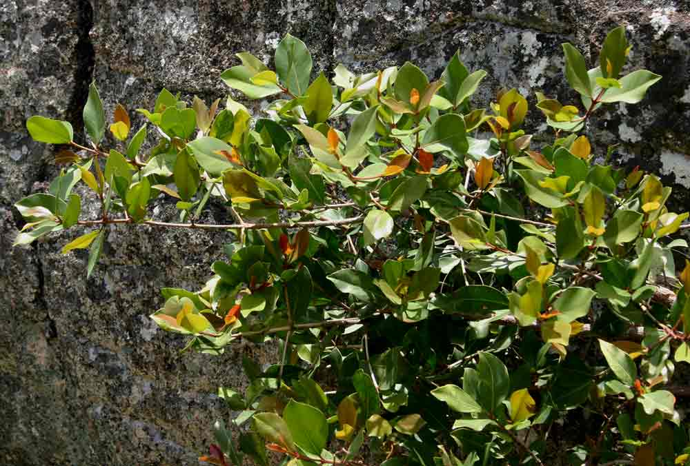Garcinia buchananii