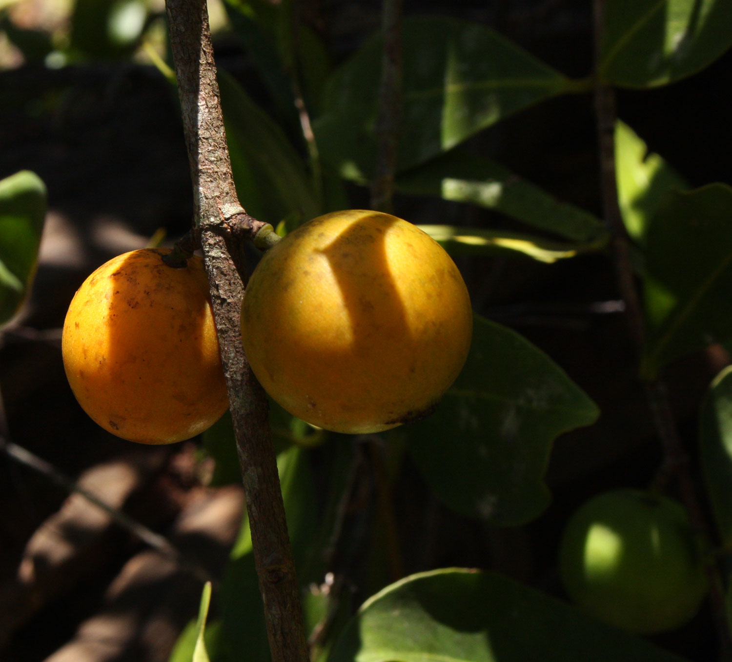 Garcinia buchananii