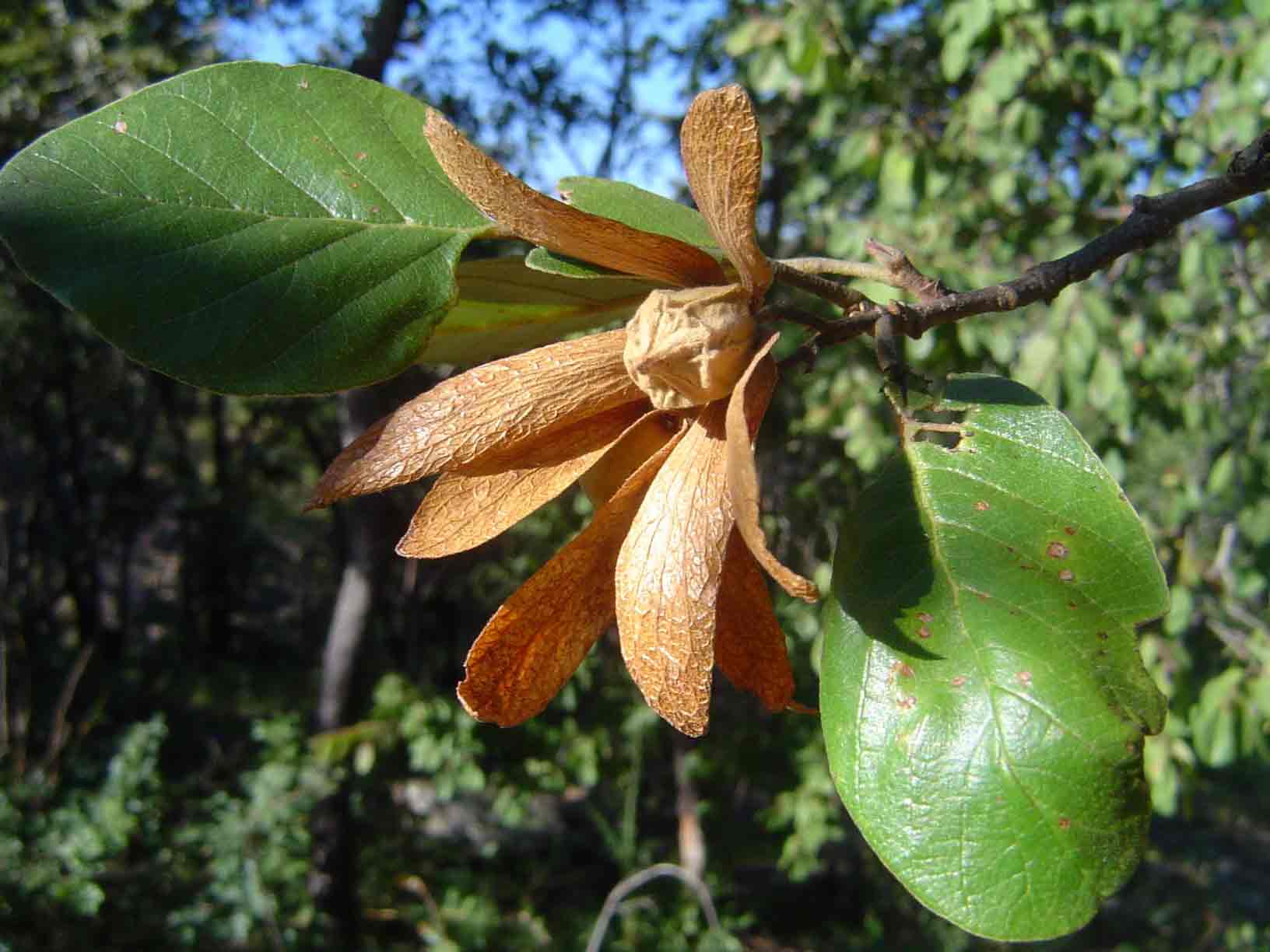 Monotes engleri