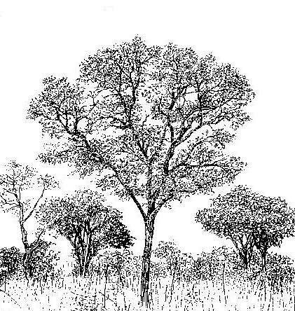 Monotes glaber
