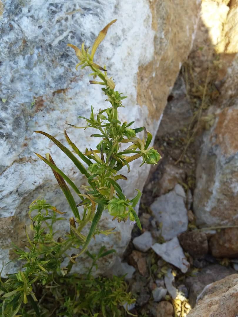 Afrohybanthus enneaspermus Afrohybanthus enneaspermus
