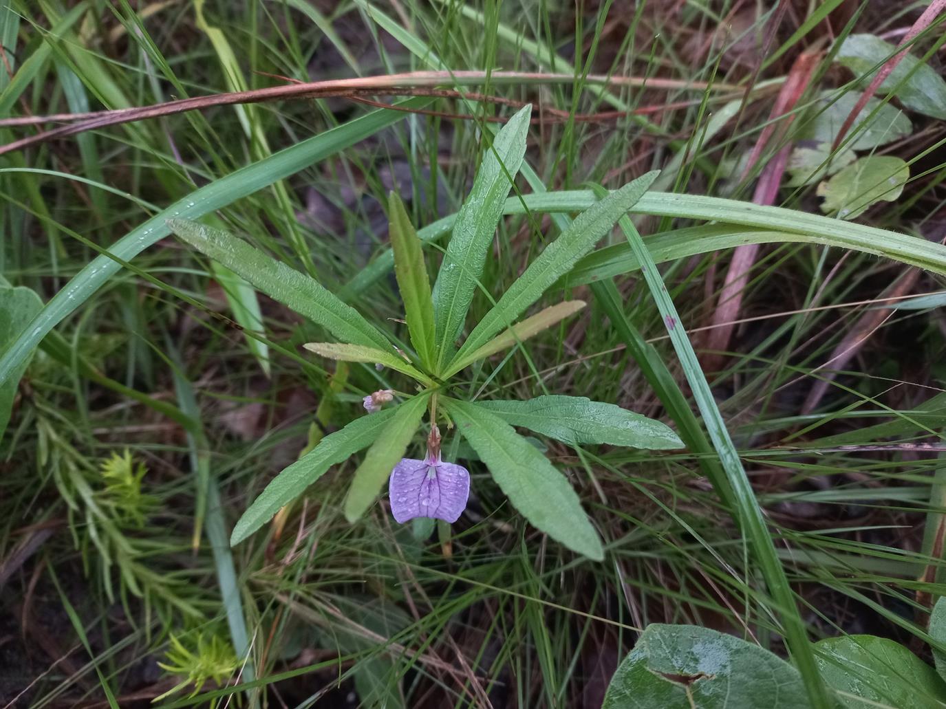 Afrohybanthus enneaspermus Afrohybanthus enneaspermus