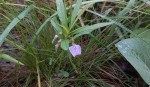 Afrohybanthus enneaspermus