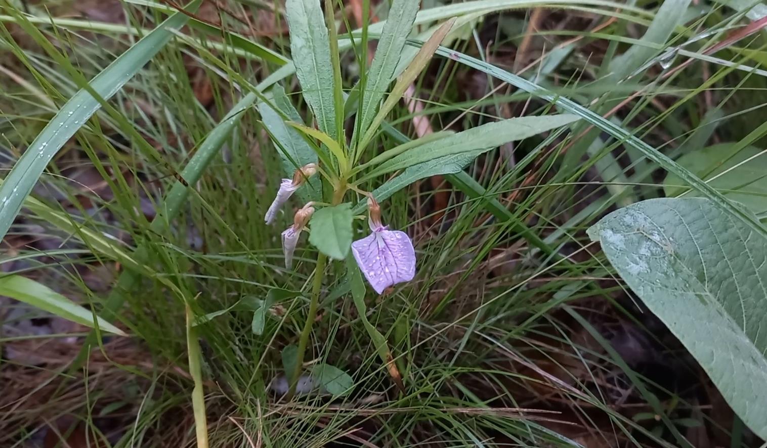 Afrohybanthus enneaspermus Afrohybanthus enneaspermus